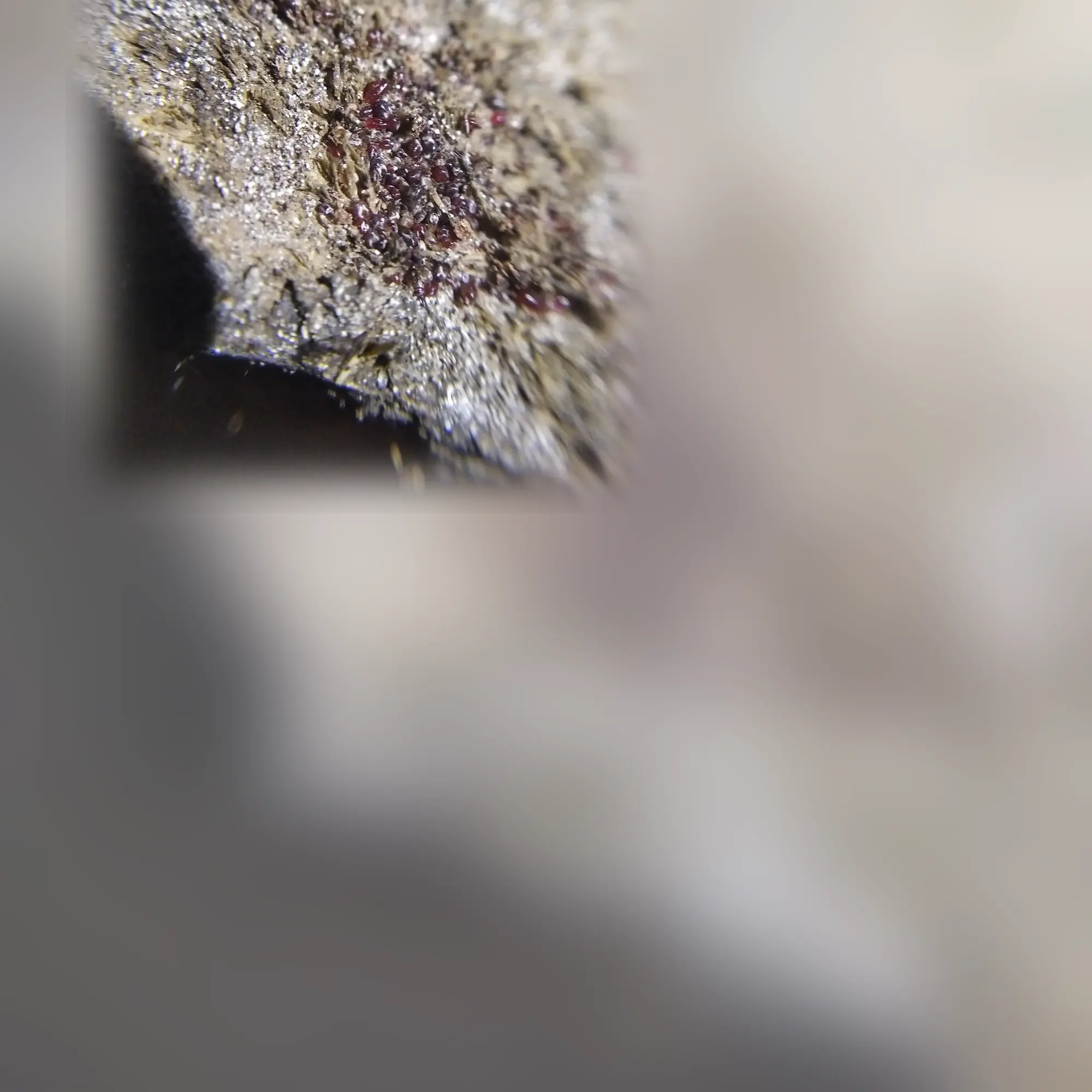 Close-up of bird lice (Dermanyssus)