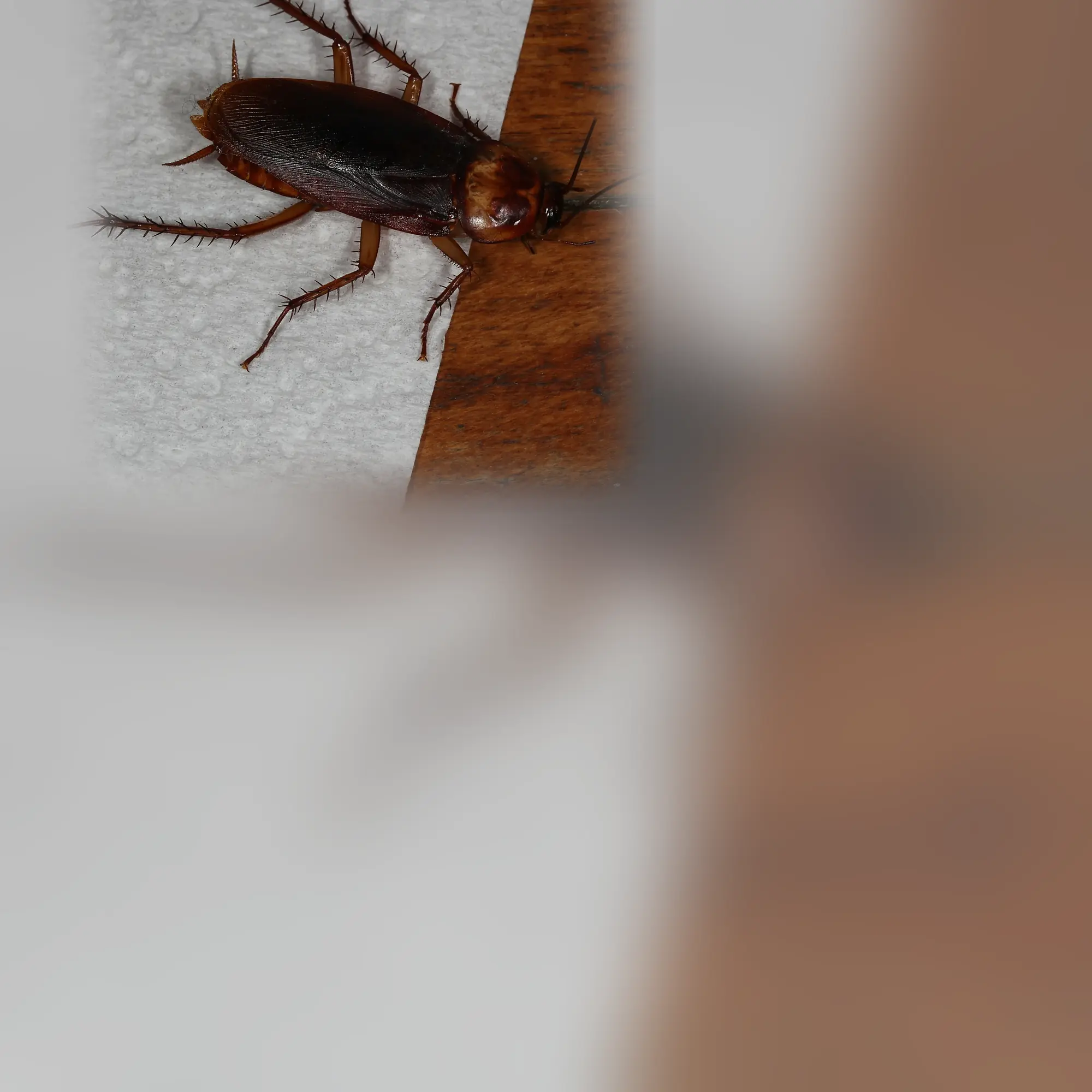 Close-up of a cockroach (Periplaneta americana)