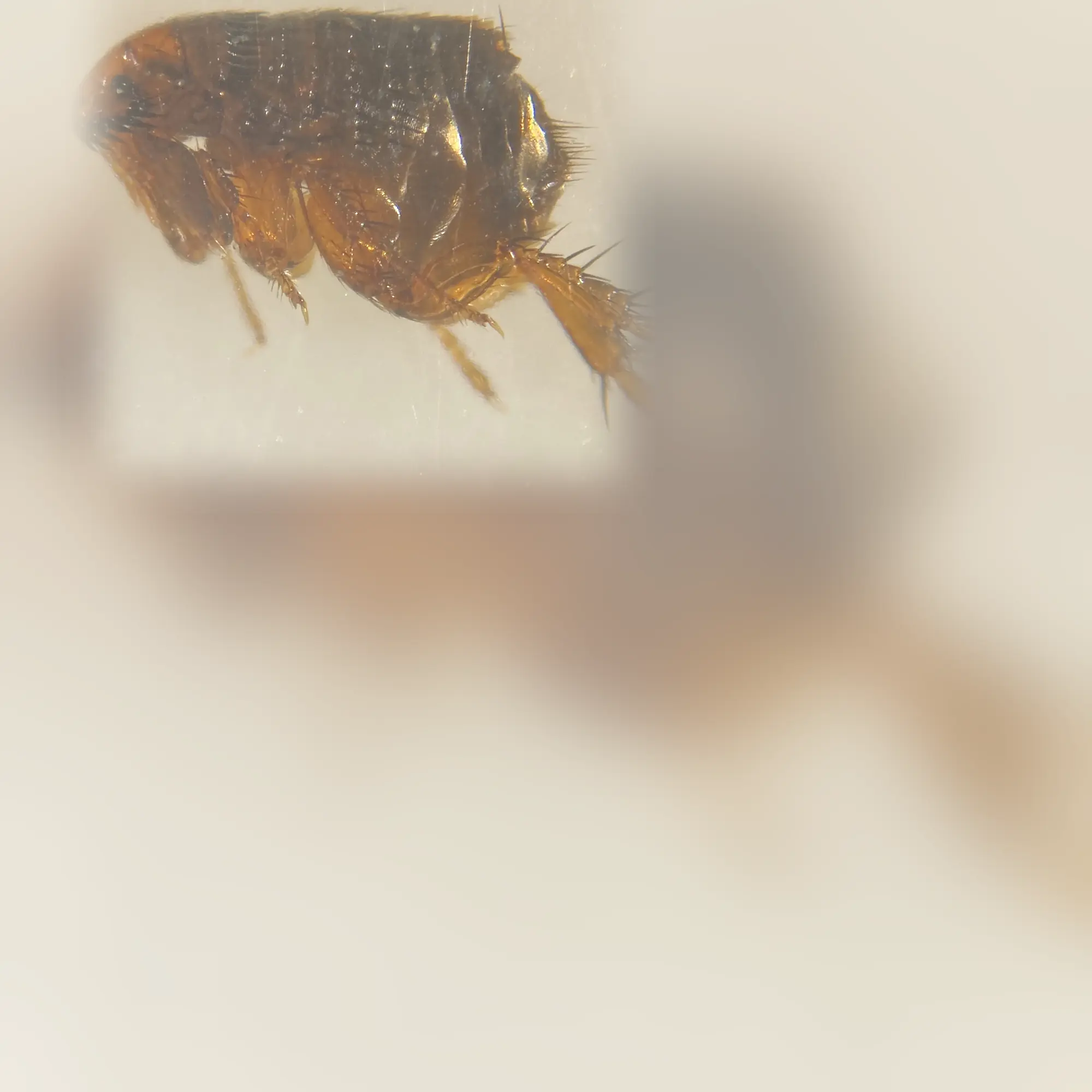 Close-up of a flea (Ctenocephalides felis)