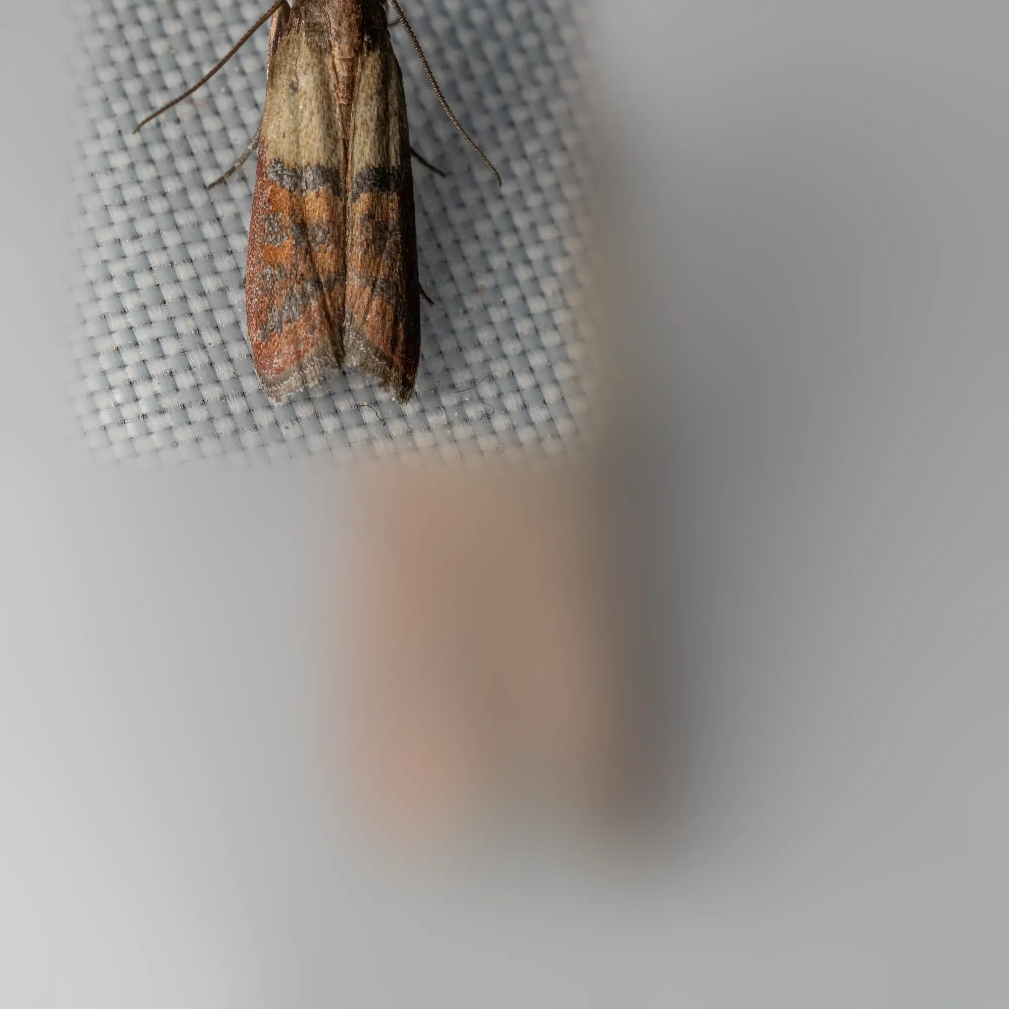 Close-up of a moth (Plodia interpunctella)