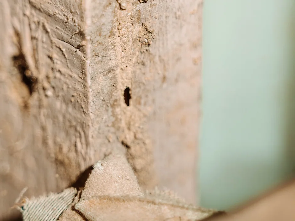 Termite damage exposed inside a wall cavity during a Bug Free inspection