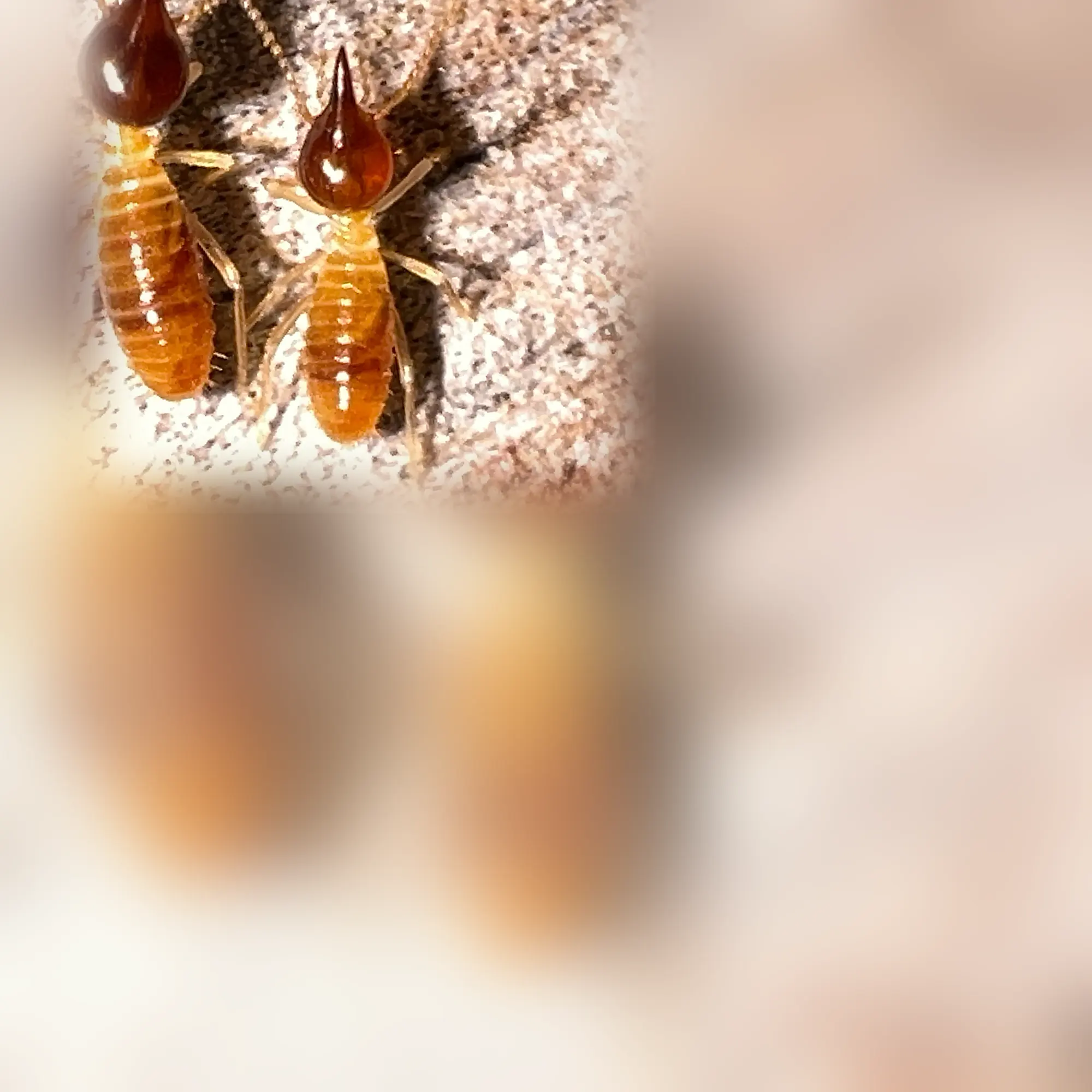 Close-up of termites (Nasutitermes)